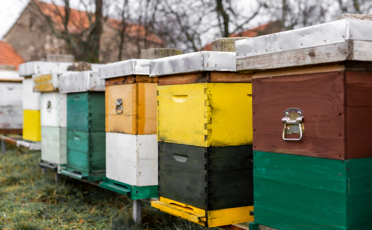 Pčelinje košnice različitih boja