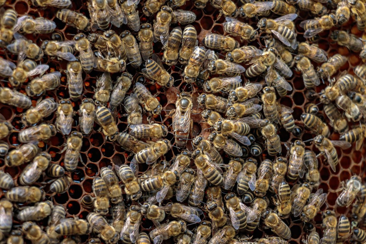 pčele radilice i matica u sredini