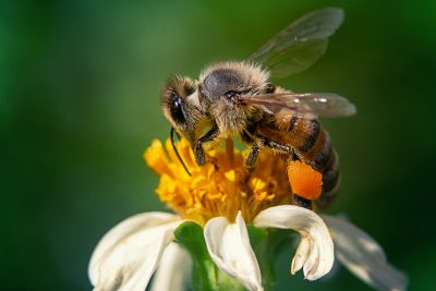 pčela na biljci drži pelud
